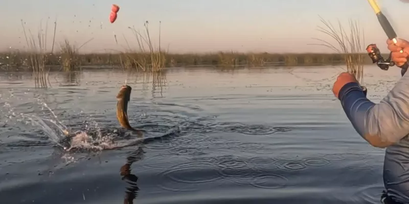 Un pez salta en la punta de la línea, en una laguna con juncos. A la derecha, el pescador con la caña